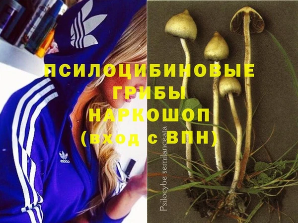 сатива Гусев