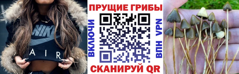 Псилоцибиновые грибы мицелий Княгинино